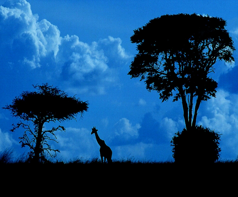 Clicca per l'immagine full size