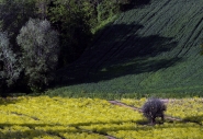 Nome File=©_Saro_Di_Bartolo-_Nine_Seasons-4.jpg
Dimensione File=366KB
Dimensioni=1024x707
Data aggiunta=Mag 13, 2010 ©_Saro_Di_Bartolo-_Nine_Seasons-4.jpg