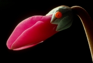 Nome File=©_Saro_Di_Bartolo_Phoenicopterus_fenicottero_flamingo_ops-p-017a_1024mm3.jpg
Dimensione File=371KB
Dimensioni=1024x702
Data aggiunta=Feb 08, 2013 ©_Saro_Di_Bartolo_Phoenicopterus_fenicottero_flamingo_ops-p-017a_1024mm3.jpg