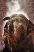 Nome File=©_Saro_Di_Bartolo_elephant_elefante-002a-3-DR(2)d__900mmm.jpg
Dimensione File=484KB
Dimensioni=597x900
Data aggiunta=Gen 17, 2015 ©_Saro_Di_Bartolo_elephant_elefante-002a-3-DR(2)d__900mmm.jpg