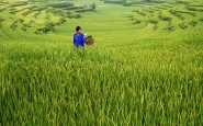 Saro-Di-Bartolo-vietnam-asia-rice-lady-fields-basket.jpg
