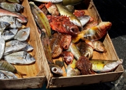 pescheria_1322c900.jpg