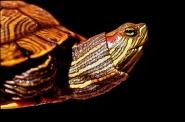Nome File=turtle2-900.jpg
Dimensione File=158KB
Dimensioni=900x596
Data aggiunta=Mar 03, 2010 turtle2-900.jpg