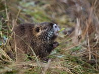 Nome File=nutria12.jpg
Dimensione File=293KB
Dimensioni=720x540
Data aggiunta=Gen 04, 2010 nutria12.jpg