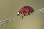 Nome File=Coccinella_a_colazione___2230.jpg
Dimensione File=256KB
Dimensioni=1024x683
Data aggiunta=Giu 30, 2011 Coccinella_a_colazione___2230.jpg