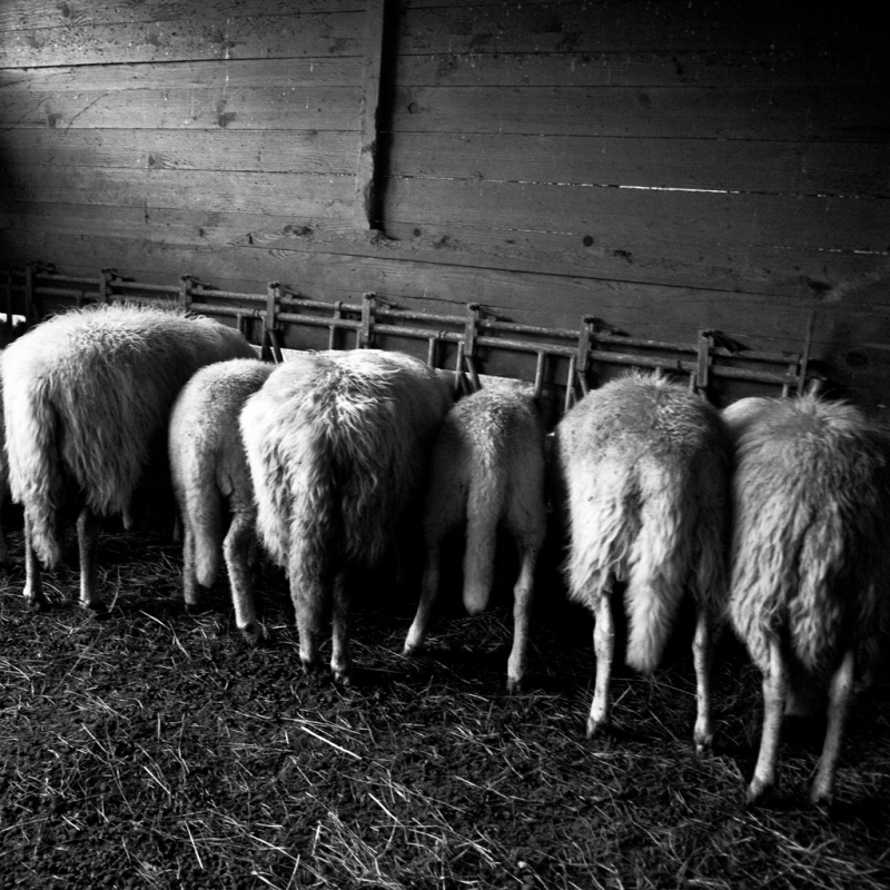 Clicca per l'immagine full size