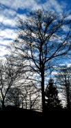 albero_cielo_nuvole.jpg