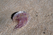 Nome File=medusa.jpg
Dimensione File=190KB
Dimensioni=800x534
Data aggiunta=Apr 08, 2010 medusa.jpg