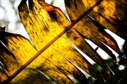 Nome File=yellow_leaf_.jpg
Dimensione File=150KB
Dimensioni=900x600
Data aggiunta=Set 17, 2010 yellow_leaf_.jpg
