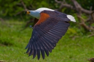 Nome File=aquila-pescatrice-africana.jpg
Dimensione File=391KB
Dimensioni=1200x800
Data aggiunta=Ott 06, 2012 aquila-pescatrice-africana.jpg