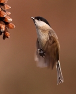 cincia_bigia_in_volo_1.JPG