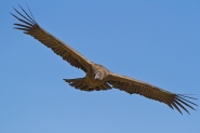 Nome File=condor.jpg
Dimensione File=390KB
Dimensioni=1200x800
Data aggiunta=Set 06, 2012 condor.jpg