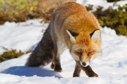 fox.jpg fox.jpg