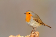 Nome File=pettirosso.jpg
Dimensione File=393KB
Dimensioni=1200x800
Data aggiunta=Dic 08, 2012 pettirosso.jpg