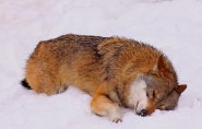 wolf_4.JPG