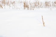 Nel_bianco_della_neve.jpg Nel_bianco_della_neve.jpg