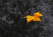Nome File=segni-d_autunno.jpg
Dimensione File=284KB
Dimensioni=800x566
Data aggiunta=Ott 12, 2012 segni-d_autunno.jpg