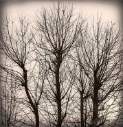 Alberi_BW_controluce_ex_pola_colours_MM_c.jpg