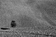 Nome File=AlberoOrcianoagosto11_BW_MM_c.jpg
Dimensione File=372KB
Dimensioni=847x563
Data aggiunta=Ago 21, 2011 AlberoOrcianoagosto11_BW_MM_c.jpg
