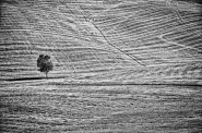 Albero_Orciano_BW_high_1_MM_c.jpg