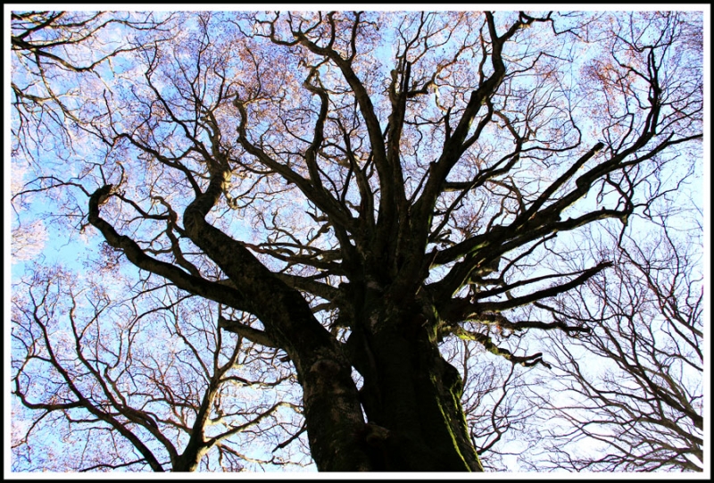 Clicca per l'immagine full size