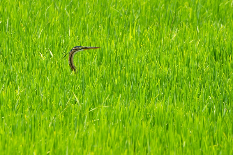 Clicca per l'immagine full size