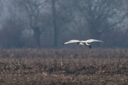 MM_IBIS_1.jpg MM_IBIS_1.jpg