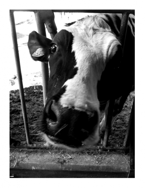 Clicca per l'immagine full size