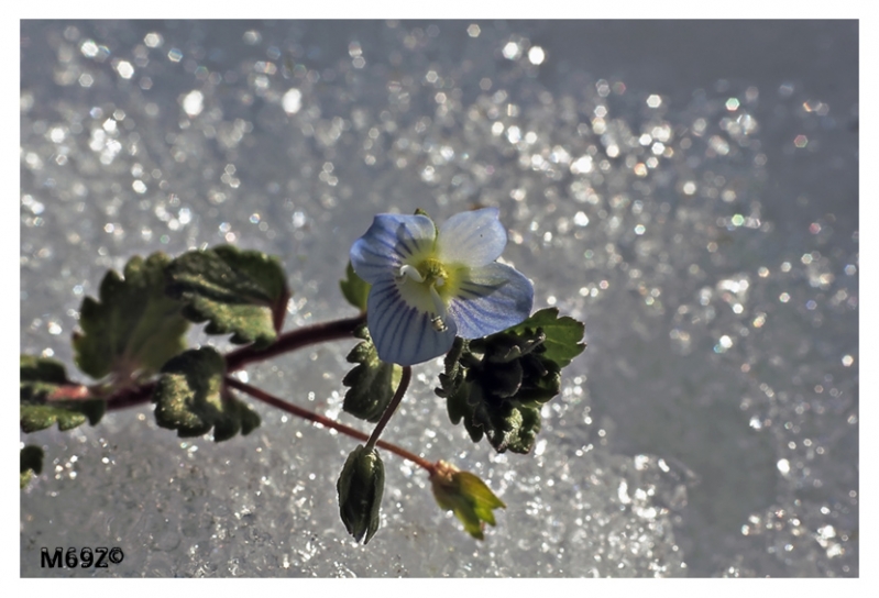 Clicca per l'immagine full size