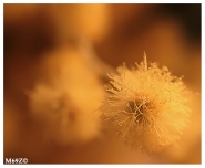 Nome File=mimosa_sF.jpg
Dimensione File=178KB
Dimensioni=729x600
Data aggiunta=Feb 13, 2012 mimosa_sF.jpg