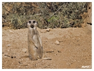 Nome File=suricate1_SF.jpg
Dimensione File=283KB
Dimensioni=784x600
Data aggiunta=Set 17, 2012 suricate1_SF.jpg