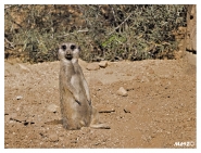 suricate1_SF.jpg