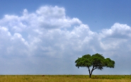 Nome File=Savana.jpg
Dimensione File=455KB
Dimensioni=1200x757
Data aggiunta=Apr 04, 2012 Savana.jpg