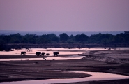 Nome File=Sensazioni_-_L_arrivo_a_Luangwa.jpg
Dimensione File=399KB
Dimensioni=992x648
Data aggiunta=Dic 11, 2010 Sensazioni_-_L_arrivo_a_Luangwa.jpg