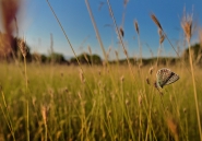 Un_letto_di_grano.jpg