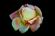 Nome File=Rosa.jpg
Dimensione File=183KB
Dimensioni=800x533
Data aggiunta=Nov 21, 2010 Rosa.jpg