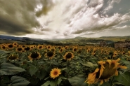 Nome File=Girasoli_14mm.jpg
Dimensione File=195KB
Dimensioni=779x518
Data aggiunta=Mar 16, 2010 Girasoli_14mm.jpg