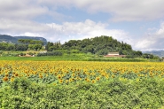 Girasoli_HDR_For.jpg
