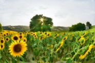 Nome File=Girasoli_HDR_Paint_Clouds.jpg
Dimensione File=169KB
Dimensioni=780x519
Data aggiunta=Lug 06, 2012 Girasoli_HDR_Paint_Clouds.jpg