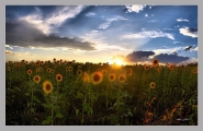 Nome File=Panorama_Girasoli_MSP_HDR_For.jpg
Dimensione File=184KB
Dimensioni=780x508
Data aggiunta=Ago 02, 2010 Panorama_Girasoli_MSP_HDR_For.jpg