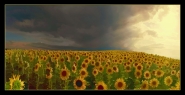 Nome File=SEV_Girasoli_KornFOR.jpg
Dimensione File=144KB
Dimensioni=886x457
Data aggiunta=Apr 17, 2010 SEV_Girasoli_KornFOR.jpg