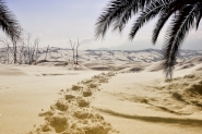 Nome File=Snow_desert_For.jpg
Dimensione File=212KB
Dimensioni=800x532
Data aggiunta=Feb 12, 2012 Snow_desert_For.jpg