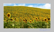 Sunflowers_Hill_For.jpg