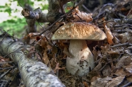 Boletus.jpg Boletus.jpg
