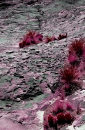 Nome File=Purple_world.jpg
Dimensione File=366KB
Dimensioni=598x900
Data aggiunta=Lug 01, 2010 Purple_world.jpg