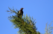 IMG_0203.jpg