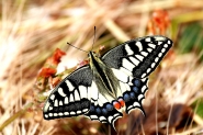 IMG_8015.jpg