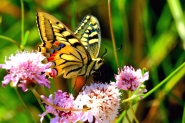 IMG_8335x.jpg
