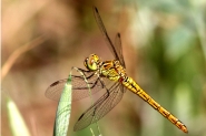 Nome File=sympetrum_sanguineum.jpg
Dimensione File=219KB
Dimensioni=900x602
Data aggiunta=Mag 25, 2010 sympetrum_sanguineum.jpg