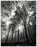 Nome File=autunno-bw1.jpg
Dimensione File=299KB
Dimensioni=584x750
Data aggiunta=Nov 22, 2010 autunno-bw1.jpg